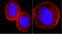 抗-Na+/K+ ATPase α-1抗体，克隆C464.6，Alexa Fluor™ 555 clone C464.6, Upstate®, from mouse