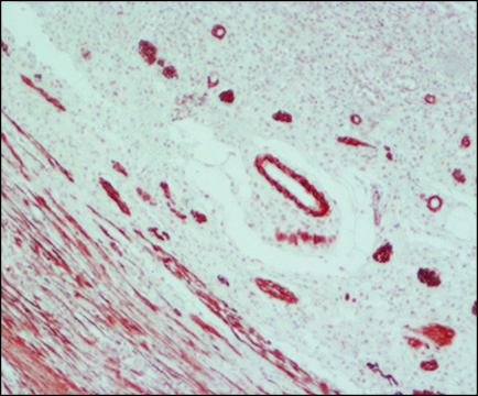 抗小鼠IgG（Fab特异性）- 过氧化物酶 山羊抗 affinity isolated antibody, buffered aqueous solution