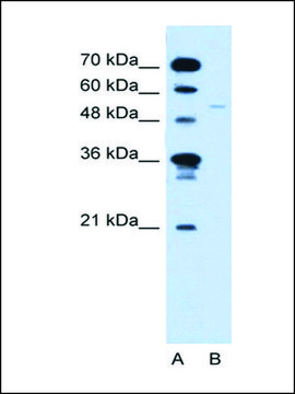 Anti-RXRG (AB2) antibody produced in rabbit IgG fraction of antiserum