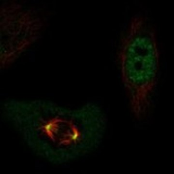 Anti-POLD4 antibody produced in rabbit Prestige Antibodies&#174; Powered by Atlas Antibodies, affinity isolated antibody, buffered aqueous glycerol solution