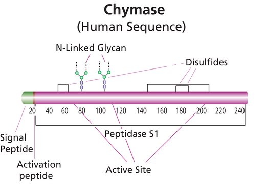 胃促胰酶 人 recombinant, expressed in Pichia pastoris