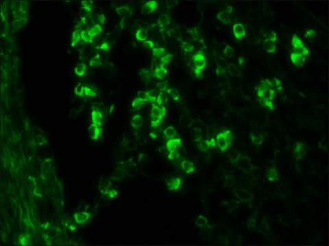 Anti-Goat/Sheep IgG&#8722;FITC antibody, Mouse monoclonal clone GT-34, purified from hybridoma cell culture