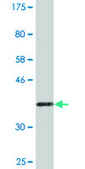 Monoclonal Anti-NAPG, (N-terminal) antibody produced in mouse clone 4B5, purified immunoglobulin, buffered aqueous solution