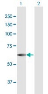 Anti-NUP54 antibody produced in rabbit purified immunoglobulin, buffered aqueous solution