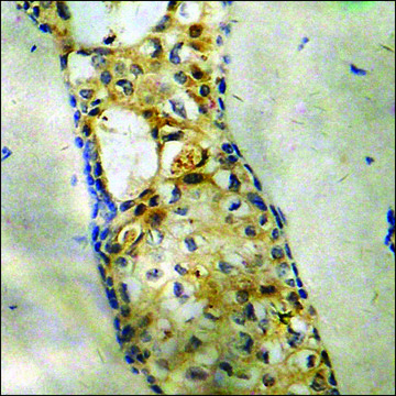 Anti-phospho-IL-9R (pSer519) antibody produced in rabbit affinity isolated antibody