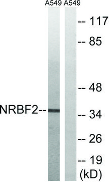 Anti-NRBF2 antibody produced in rabbit affinity isolated antibody