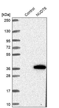 Anti-NUDT6 antibody produced in rabbit Prestige Antibodies&#174; Powered by Atlas Antibodies, affinity isolated antibody, buffered aqueous glycerol solution