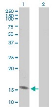 Monoclonal Anti-RPL30 antibody produced in mouse clone 2A4, purified immunoglobulin, buffered aqueous solution