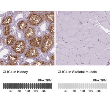 抗-CLIC4 兔抗 Prestige Antibodies&#174; Powered by Atlas Antibodies, affinity isolated antibody, buffered aqueous glycerol solution