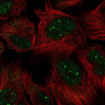 Anti-GON4L antibody produced in rabbit Prestige Antibodies&#174; Powered by Atlas Antibodies, affinity isolated antibody