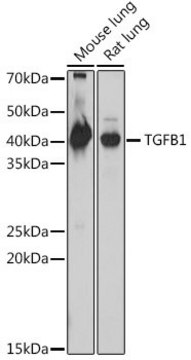 Anti- TGFB1 antibody produced in rabbit