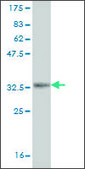 Monoclonal Anti-PASK, (N-terminal) antibody produced in mouse clone 6B7, ascites fluid