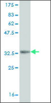 Monoclonal Anti-PASK, (N-terminal) antibody produced in mouse clone 6B7, ascites fluid