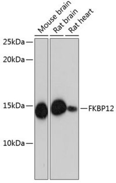 Anti-FKBP12 antibody produced in rabbit