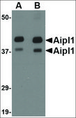 Anti-AIPL1 (ab2) antibody produced in rabbit affinity isolated antibody, buffered aqueous solution
