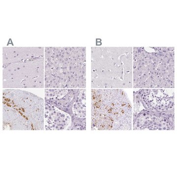 Anti-POMC antibody produced in rabbit Prestige Antibodies&#174; Powered by Atlas Antibodies, affinity isolated antibody