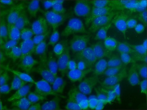 Anti-Caspase 3, Active antibody produced in rabbit IgG fraction of antiserum, buffered aqueous solution