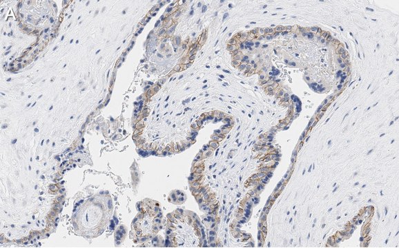 抗体-PD-L1/CD274抗体，克隆3O12，ZooMAb&#174;，兔单克隆抗体 recombinant, expressed in HEK 293 cells