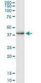 Monoclonal Anti-CREM antibody produced in mouse clone 3B5, purified immunoglobulin, buffered aqueous solution