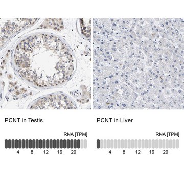 Anti-PCNT antibody produced in rabbit Prestige Antibodies&#174; Powered by Atlas Antibodies, affinity isolated antibody, buffered aqueous glycerol solution, Ab1