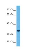 Anti-SLC25A32 affinity isolated antibody