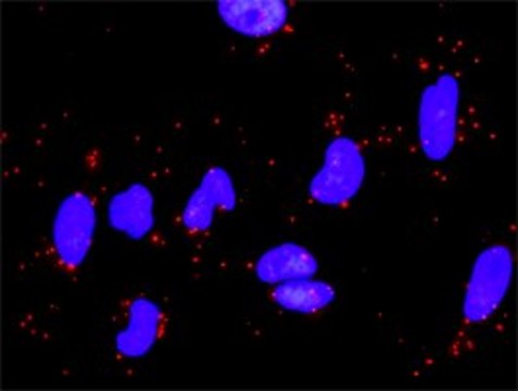 Monoclonal Anti-LAMC1 antibody produced in mouse clone M1, purified immunoglobulin, buffered aqueous solution