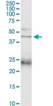 Anti-PTAFR antibody produced in mouse purified immunoglobulin