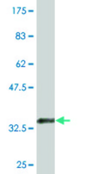 Monoclonal Anti-SLC25A24, (N-terminal) antibody produced in mouse clone 2C4, purified immunoglobulin, buffered aqueous solution