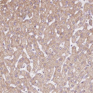 Anti-ERAP2 antibody produced in rabbit Prestige Antibodies&#174; Powered by Atlas Antibodies, affinity isolated antibody, buffered aqueous glycerol solution