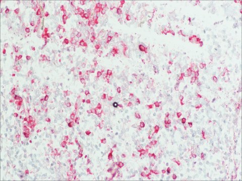 抗-人IgG（Fab特异性）&#8722;碱性磷酸酶 山羊抗 affinity isolated antibody, buffered aqueous solution