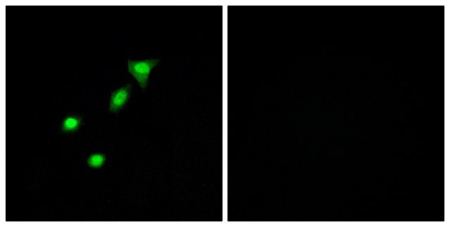 Anti-REQU antibody produced in rabbit affinity isolated antibody