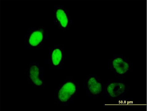 Anti-WHSC2 antibody produced in mouse purified immunoglobulin, buffered aqueous solution