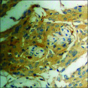 Anti-phospho-NMDAR1 (pSer890) antibody produced in rabbit affinity isolated antibody