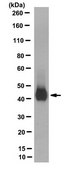 Anti-Glutamine Synthetase Antibody, clone 11A3.1 clone 11A3.1, from mouse
