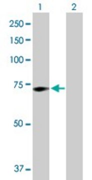 Anti-GALC antibody produced in rabbit purified immunoglobulin, buffered aqueous solution