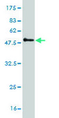 Monoclonal Anti-PSMB6 antibody produced in mouse clone 2A3-5A8, purified immunoglobulin, buffered aqueous solution