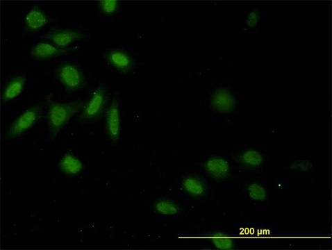 Monoclonal Anti-CASP9 antibody produced in mouse clone 3B8-4G2, purified immunoglobulin, buffered aqueous solution