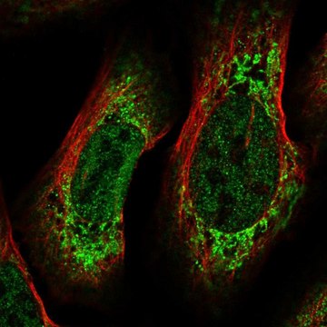 Anti-CREB3L2 antibody produced in rabbit Prestige Antibodies&#174; Powered by Atlas Antibodies, affinity isolated antibody