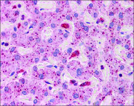 Anti-TLR2 affinity isolated antibody