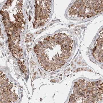 Anti-C17orf53 antibody produced in rabbit Prestige Antibodies&#174; Powered by Atlas Antibodies, affinity isolated antibody, buffered aqueous glycerol solution, Ab2