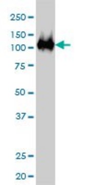 Monoclonal Anti-CSE1L antibody produced in mouse clone 1E4, ascites fluid, solution