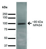 Monoclonal Anti-NPAS4-Horseradish Peroxidase antibody produced in mouse clone S408-79
