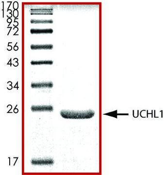 UCHL1, His tagged human recombinant, expressed in E. coli, &#8805;70% (SDS-PAGE), buffered aqueous glycerol solution