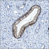 Anti-CDH12 antibody produced in rabbit Prestige Antibodies® Powered by Atlas Antibodies, affinity isolated antibody, buffered aqueous glycerol solution