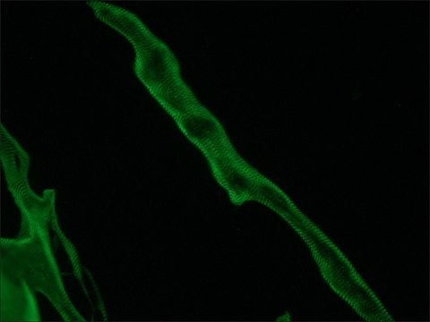 Monoclonal Anti-Titin antibody produced in mouse clone T11, ascites fluid