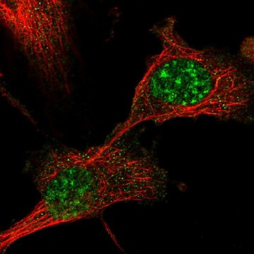 Anti-DBNDD1 antibody produced in rabbit Prestige Antibodies&#174; Powered by Atlas Antibodies, affinity isolated antibody, buffered aqueous glycerol solution