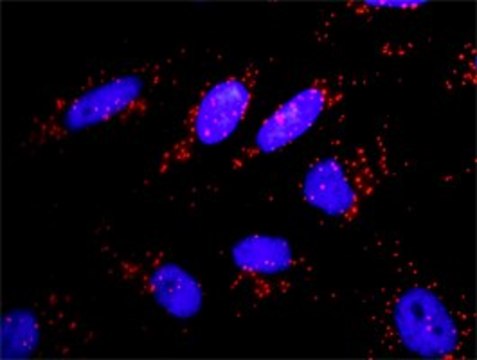 Monoclonal Anti-PIK3CA antibody produced in mouse clone 3G3, purified immunoglobulin, buffered aqueous solution