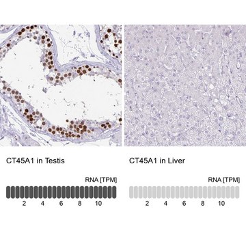 Anti-CT45A1 antibody produced in rabbit Prestige Antibodies&#174; Powered by Atlas Antibodies, affinity isolated antibody, buffered aqueous glycerol solution