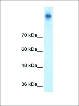 Anti-SLC12A2 antibody produced in rabbit IgG fraction of antiserum