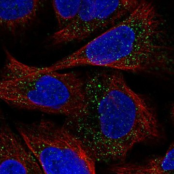 Anti-ESPN antibody produced in rabbit Prestige Antibodies&#174; Powered by Atlas Antibodies, affinity isolated antibody